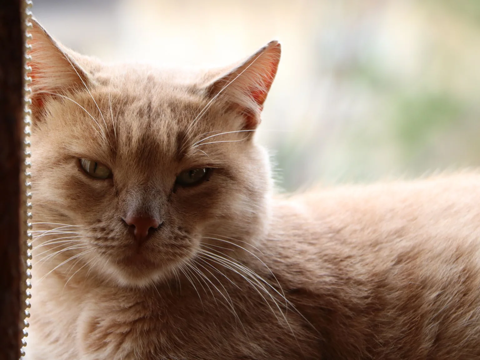 Un gato naranja descansa junto a una ventana luminosa con luz interior suave.