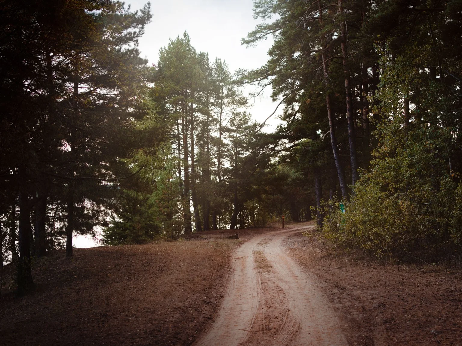 Um caminho de terra curva entre arvores altas numa zona arborizada tranquila.
