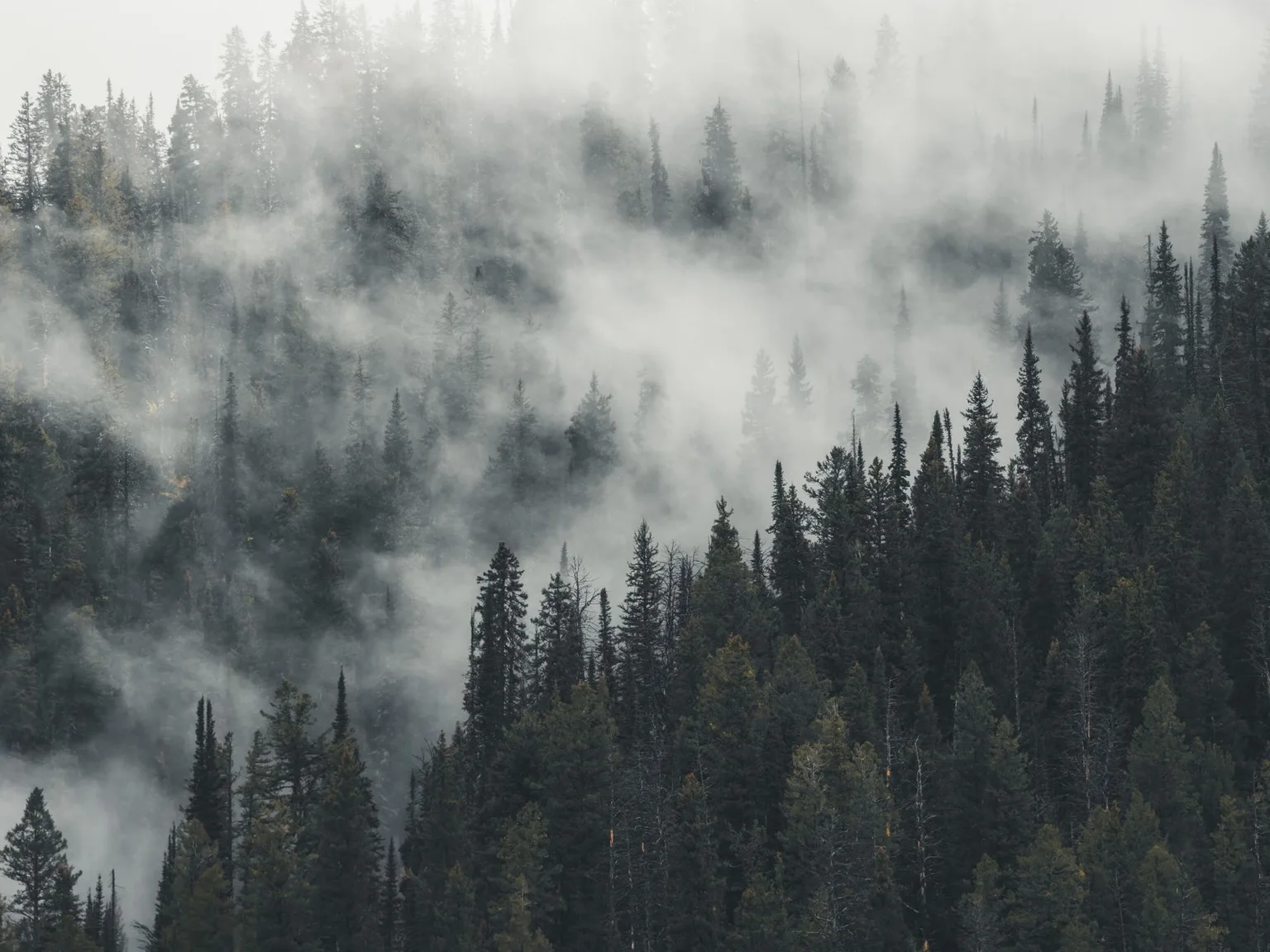 O nevoeiro atravessa uma floresta densa de coniferas numa encosta inclinada.