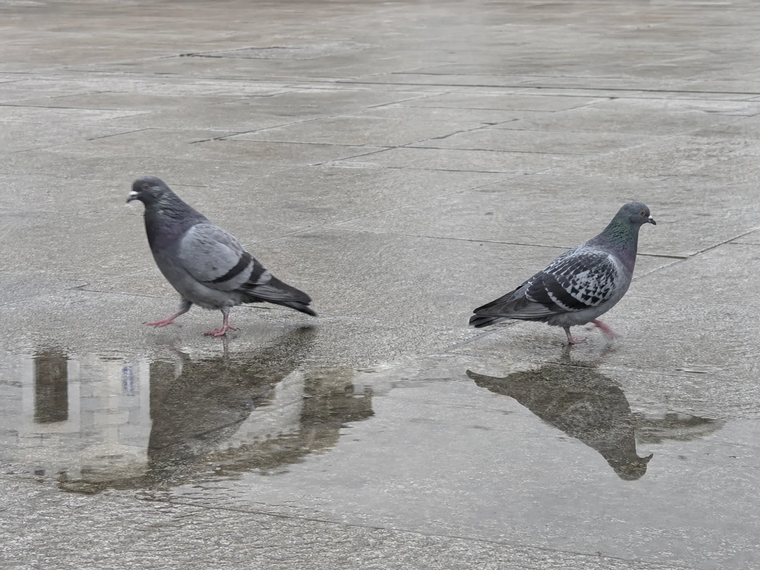 Dois pombos caminham sobre pavimento molhado com reflexos depois da chuva.