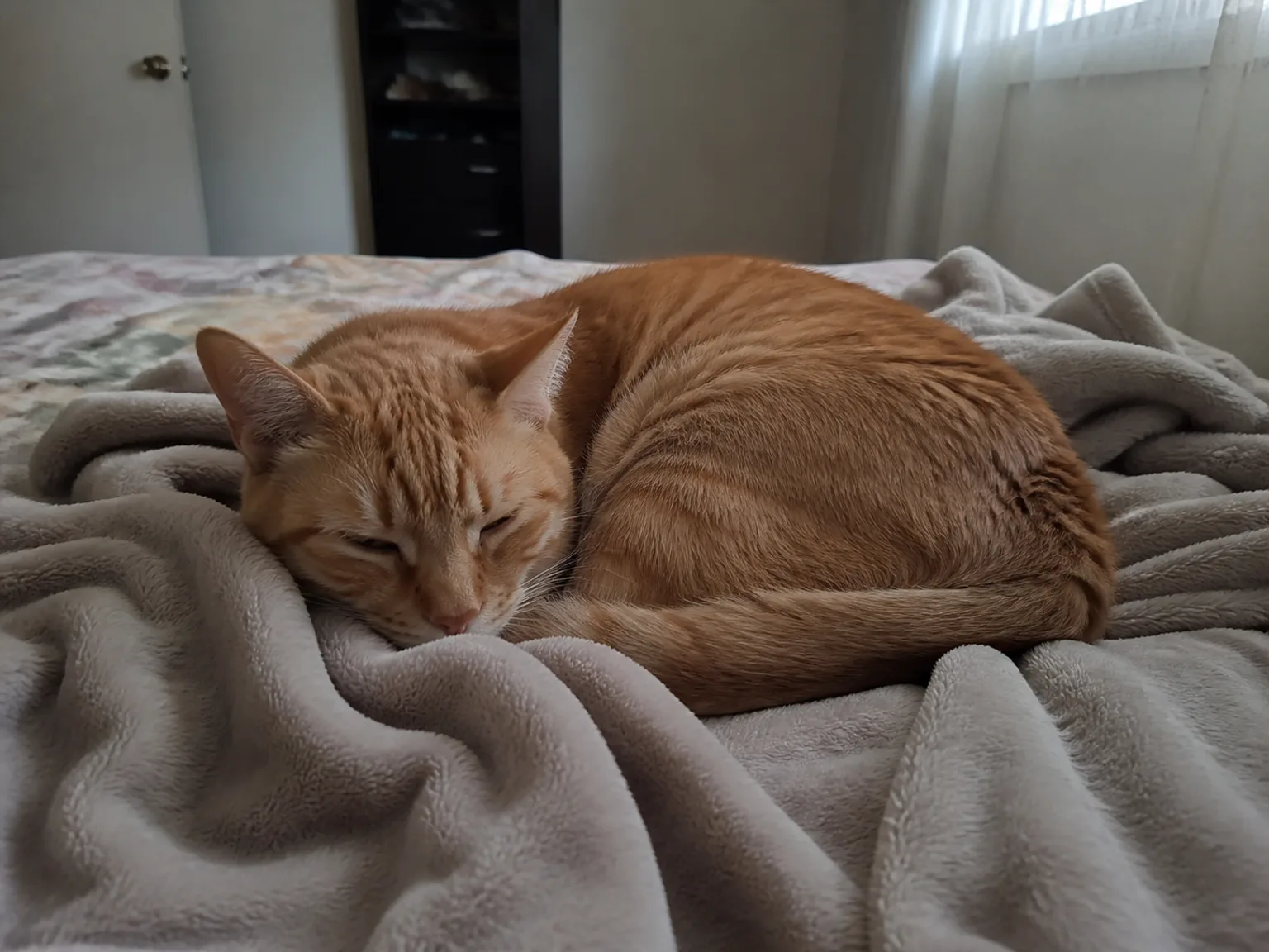 Um gato ruivo dorme sobre mantas suaves num quarto tranquilo.