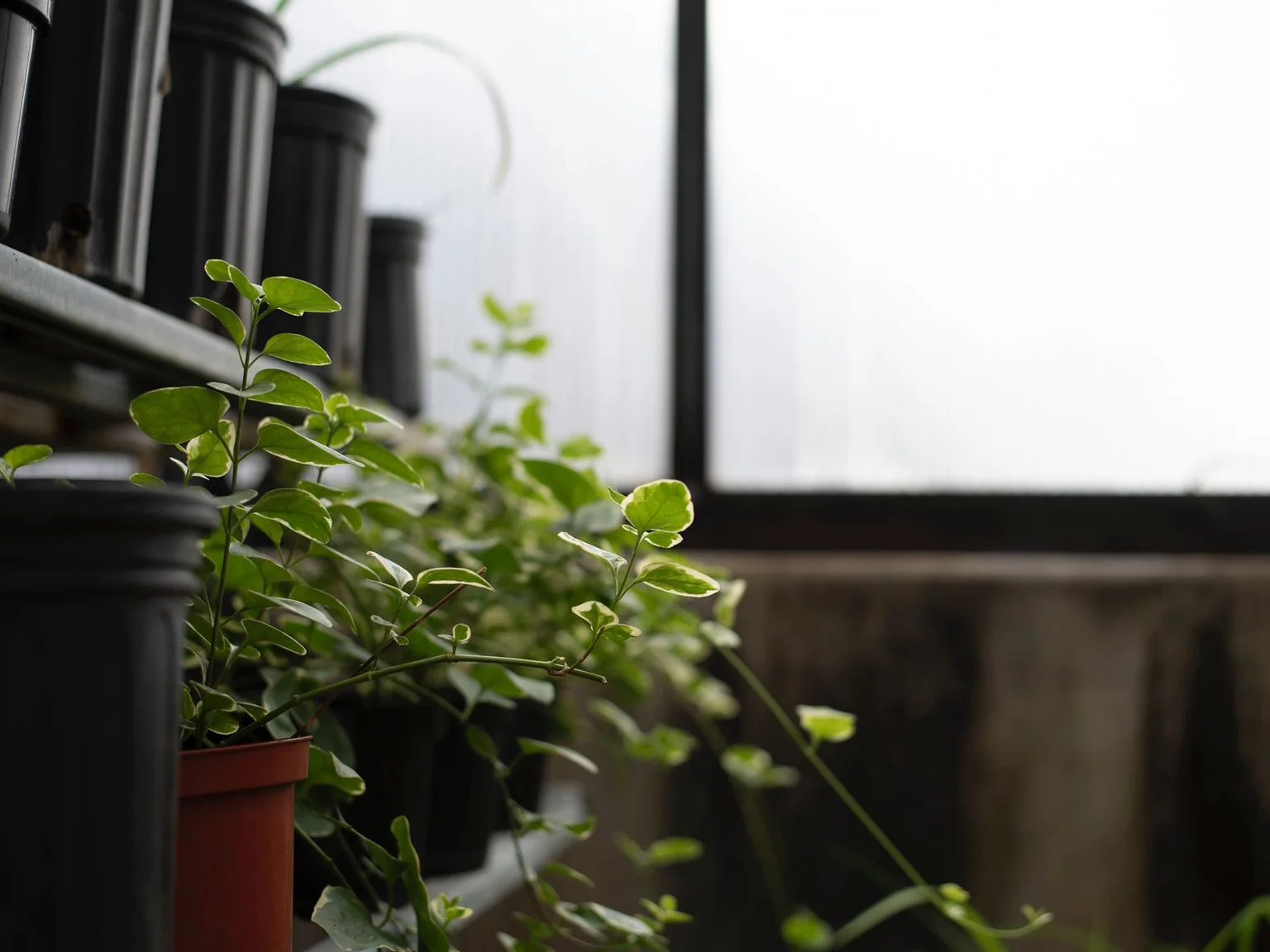 Plantas verdes em vasos ocupam um peitoril com luz natural suave.