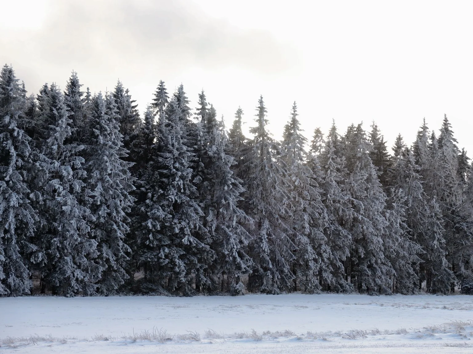 Uma floresta nevada abre-se para uma clareira branca ladeada por coniferas.