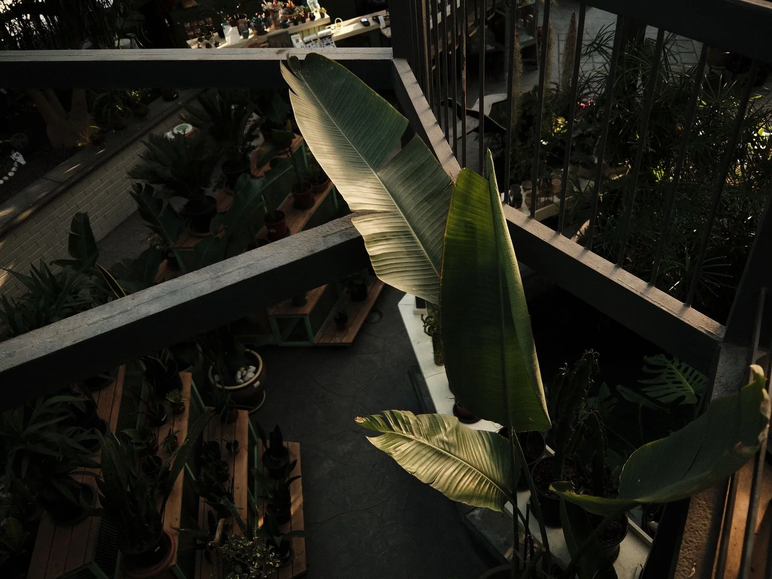 Grandes plantas interiores enchem um espaco ajardinado em sombra visto de cima.