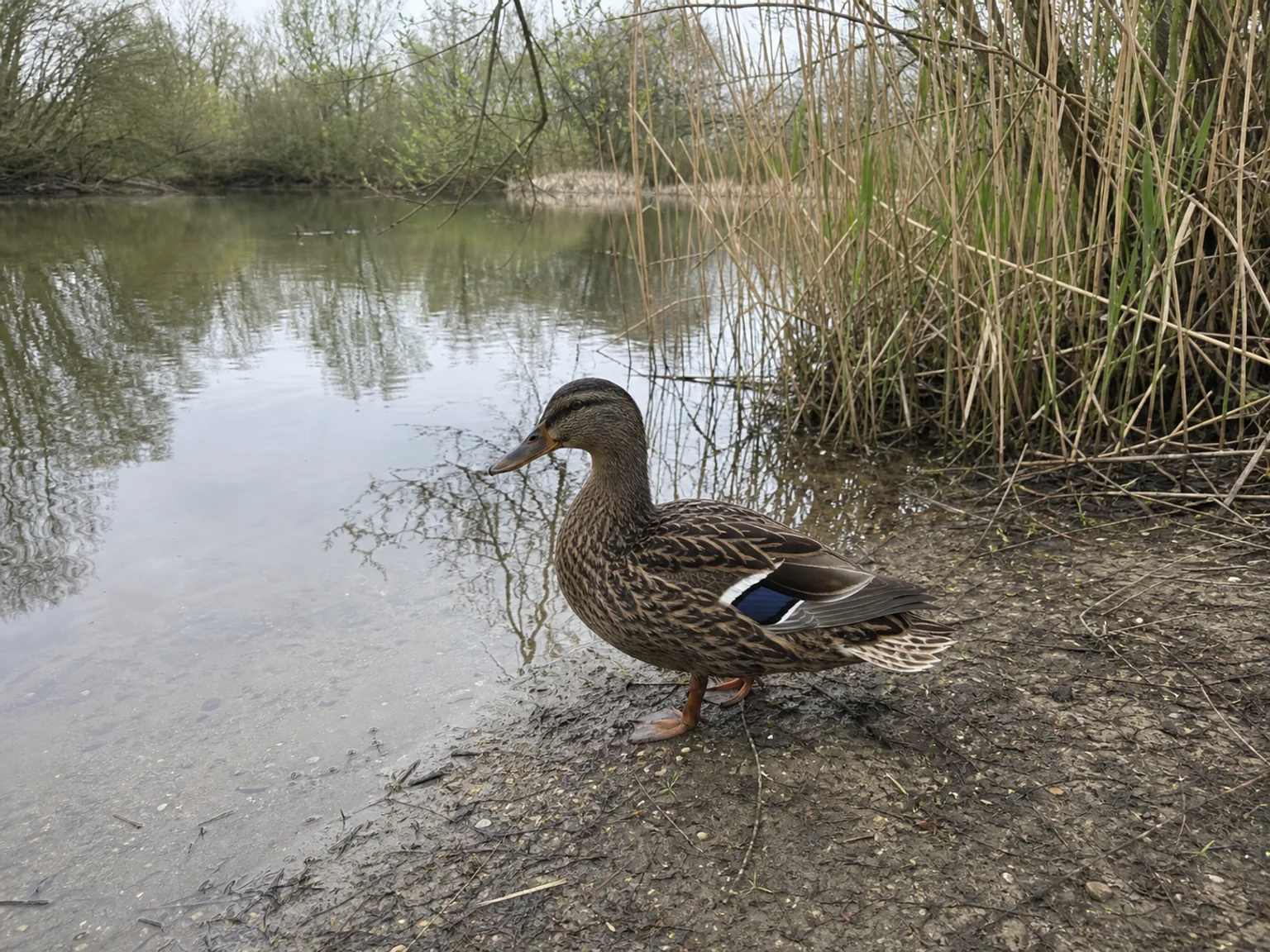 Um pato esta junto a agua tranquila e juncos altos.