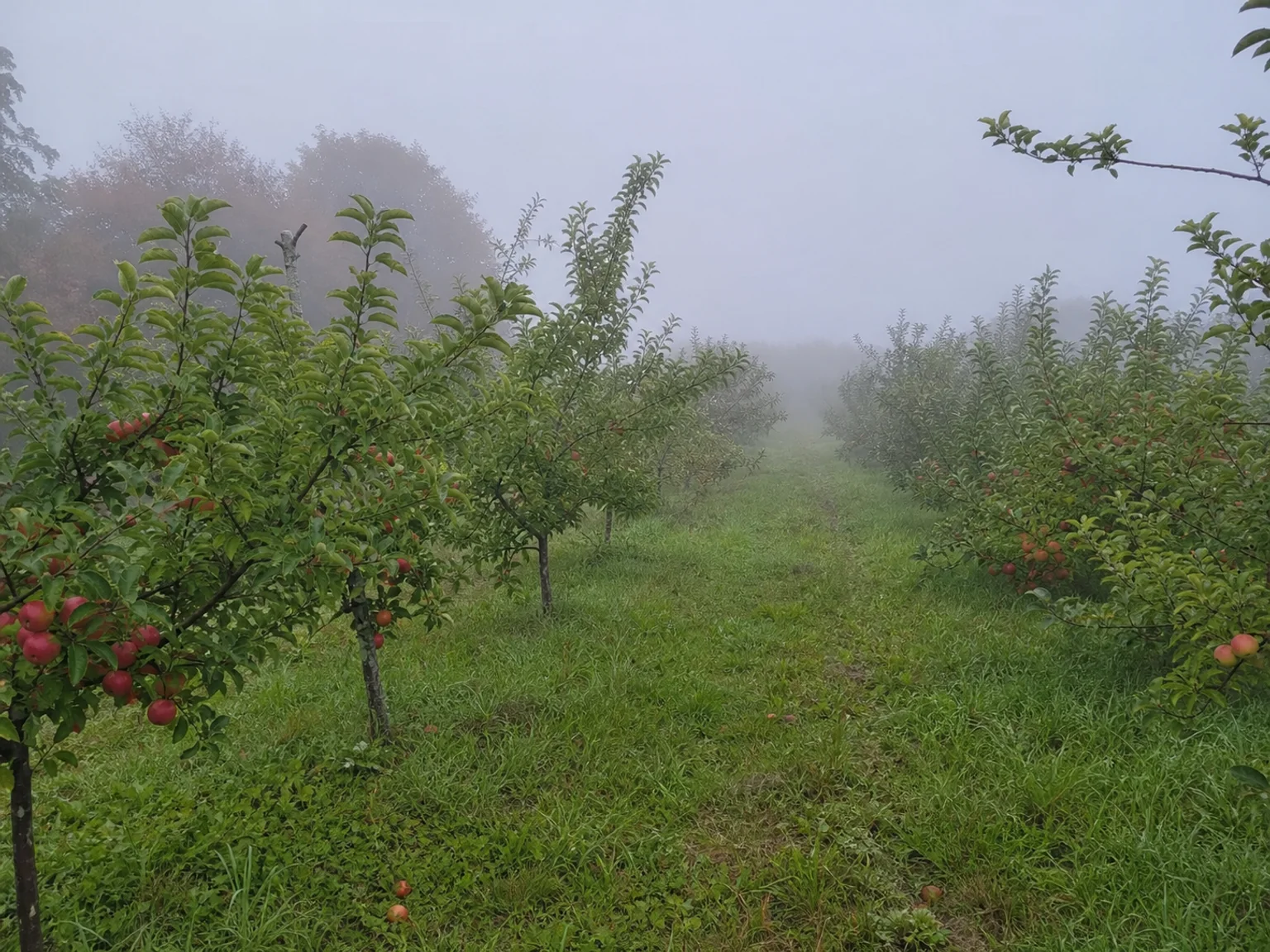 Um pomar com nevoeiro mostra arvores de fruto baixas que se perdem na bruma.