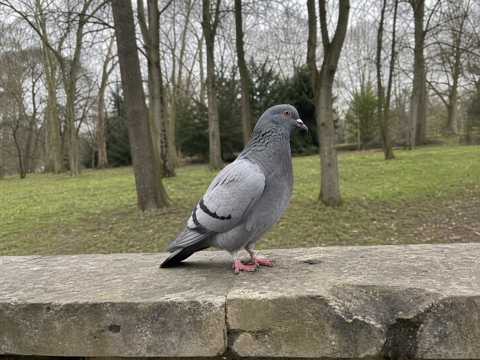 Um pombo esta sobre um muro baixo de pedra num parque.