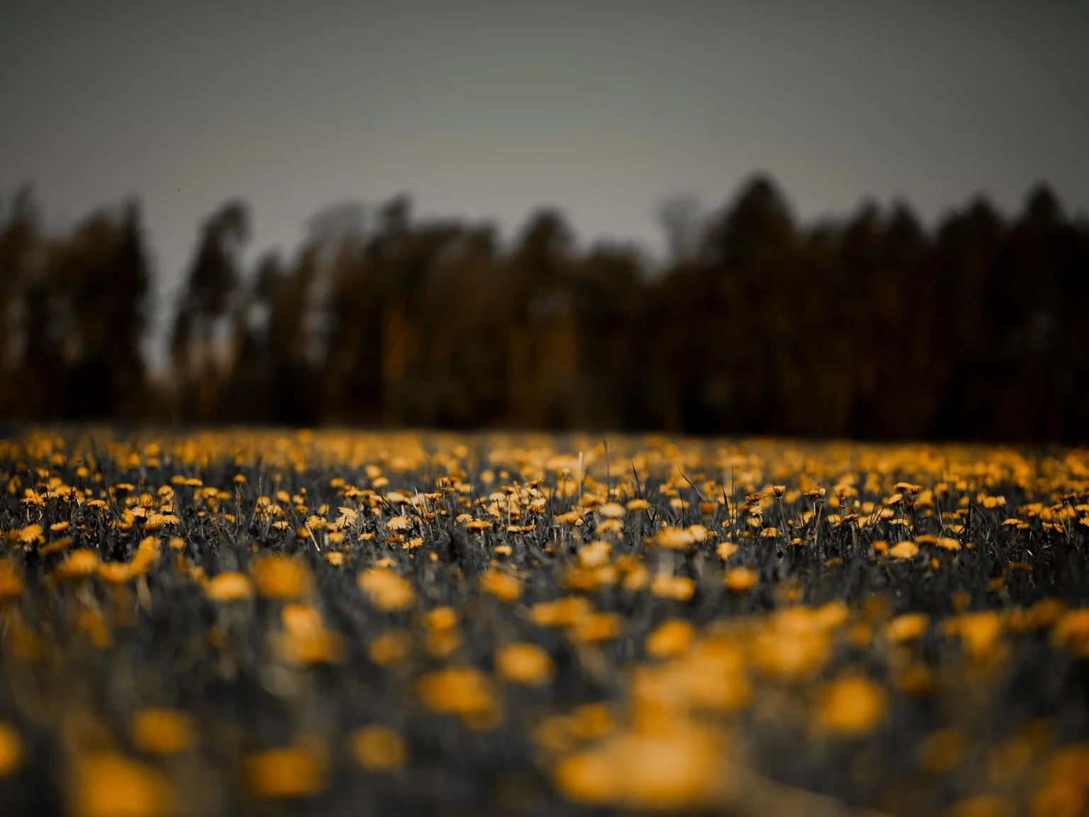 Flores silvestres amarelas espalham-se por um campo sob arvores escuras.