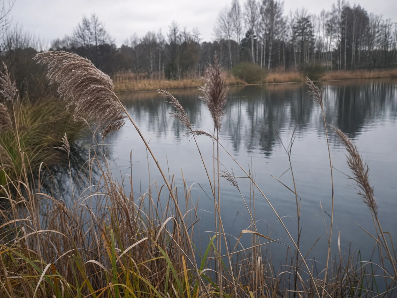 Juncos altos enquadram um lago tranquilo rodeado de arvores despidas.