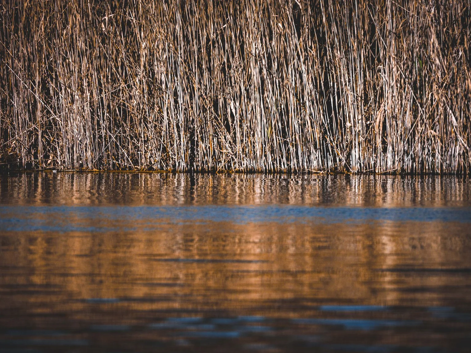 Agua calma reflete juncos dourados junto a margem.