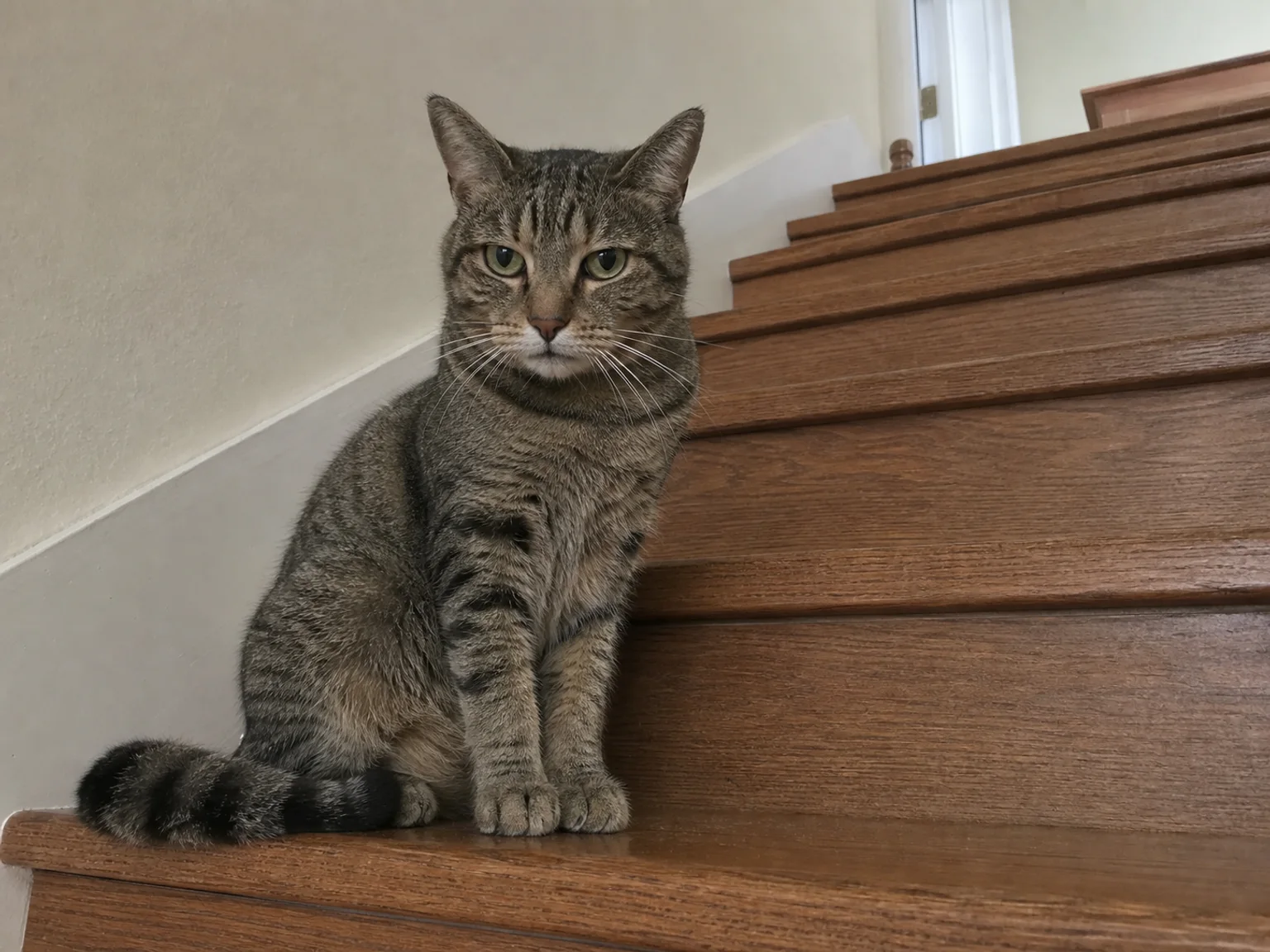Um gato tigrado esta sentado em escadas de madeira dentro de uma casa.