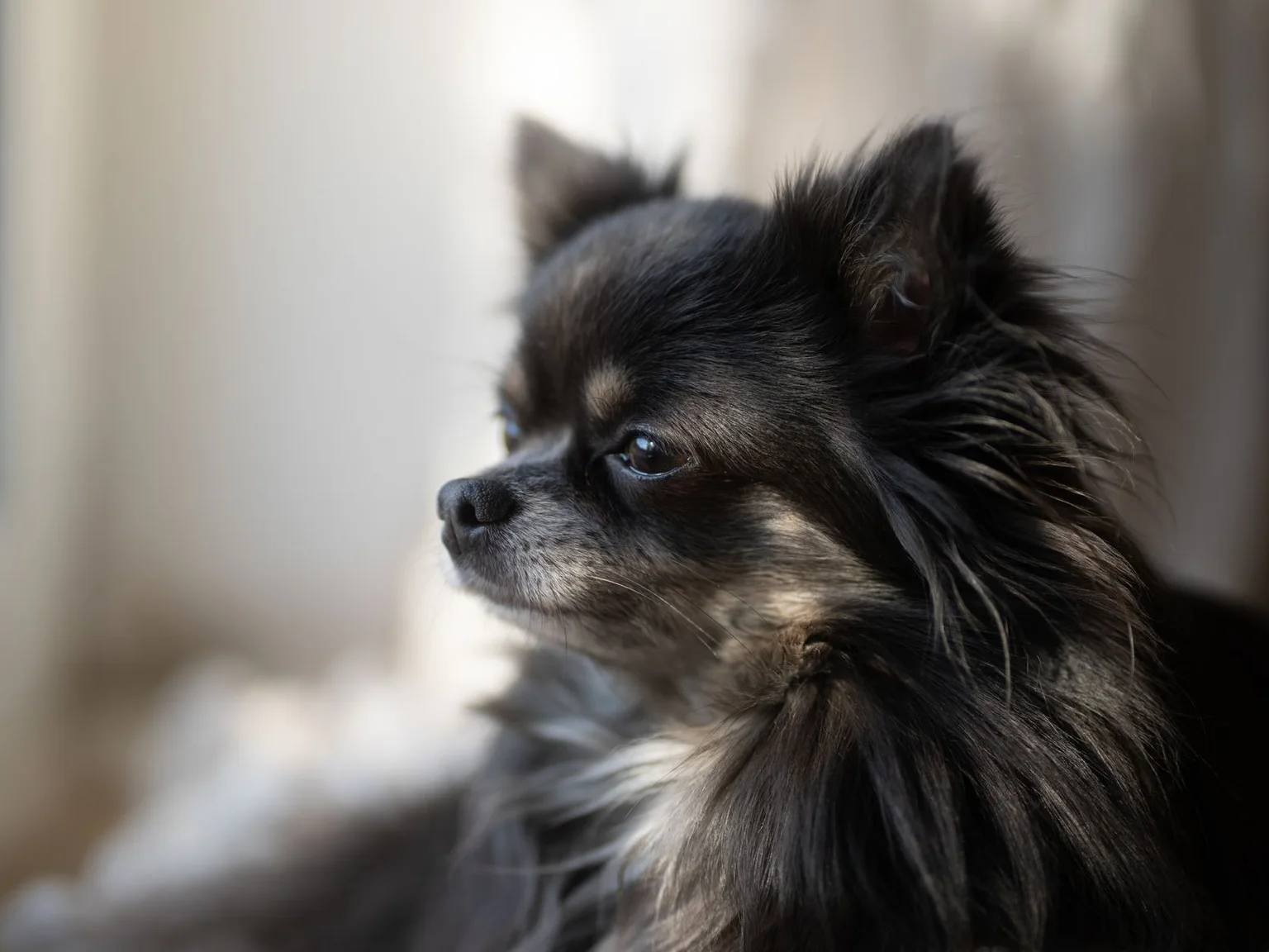 Um cao pequeno de pelo comprido aparece de perfil junto a uma janela.