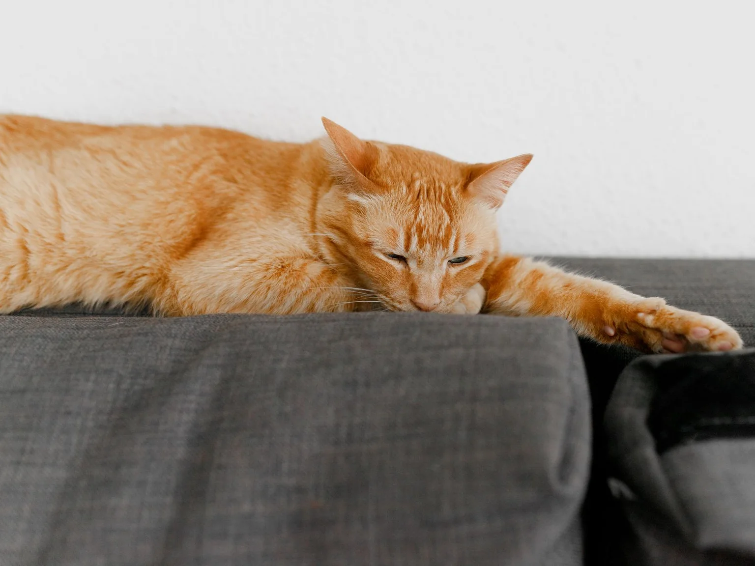 Um gato ruivo dorme esticado sobre o braco de um sofa.