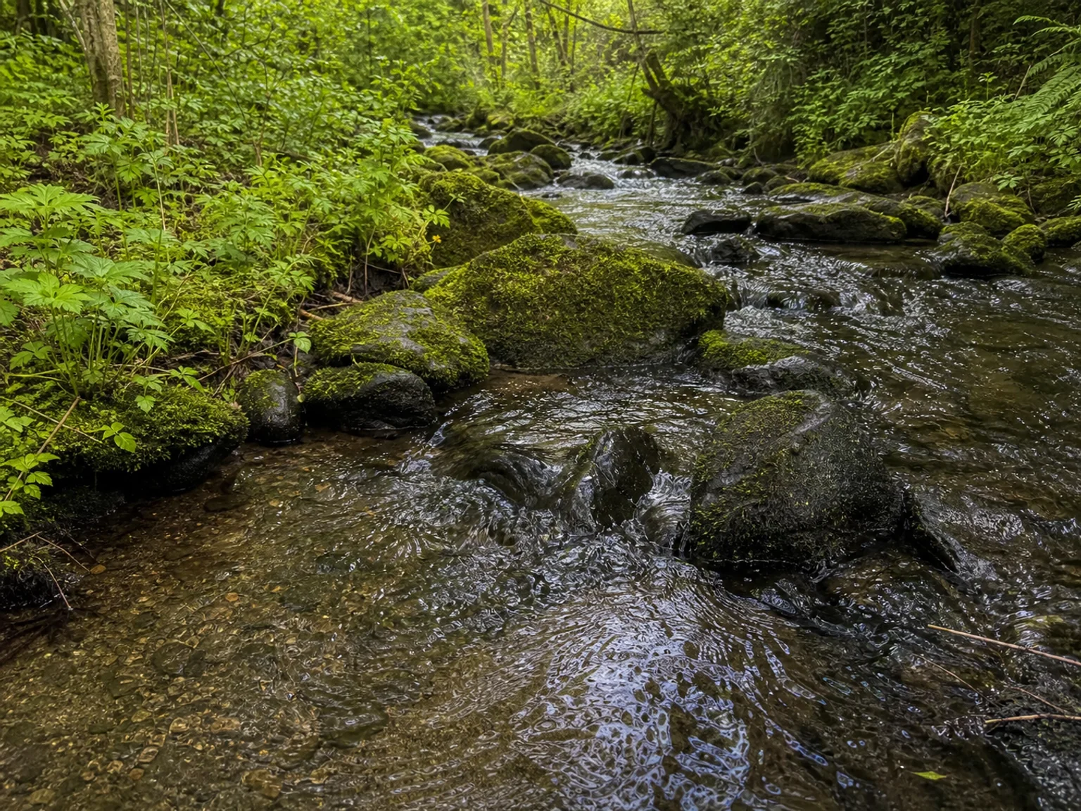 Um riacho de floresta pouco profundo corre sobre pedras escuras e musgo.