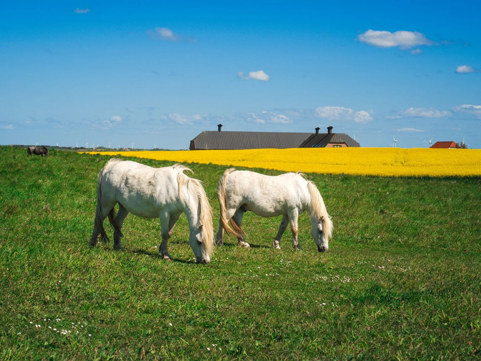 Cavalos brancos pastam num campo luminoso sob um ceu azul.
